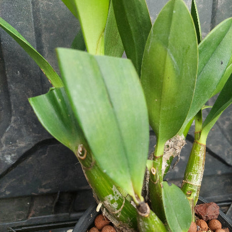 Close-up of a green orchid plant with broad leaves growing in a black plastic pot filled with brown pebbles, photographed against a dark plastic nursery backdrop.
