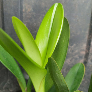 Close-up of a green plant with broad, glossy, upright leaves against a dark textured background.