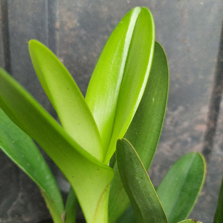 Close-up of a green plant with broad, glossy, upright leaves against a dark textured background.