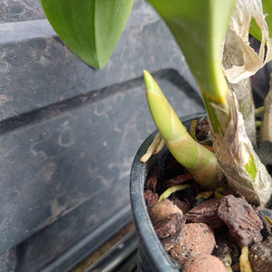 A close-up of a potted orchid showing a new green shoot emerging from the potting medium, with leaves and dried leaf wraps visible in a black plastic container.