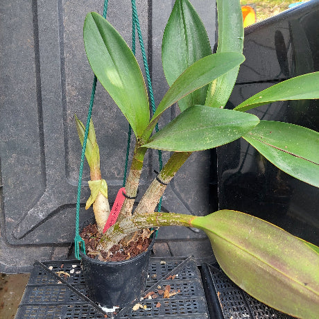 A potted orchid plant with broad green leaves and a small pale yellow bud, growing in a black plastic pot on a black plastic tray against a dark gray container background.