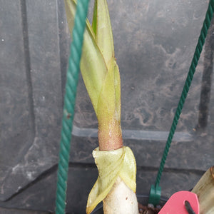 A close-up of a young bamboo shoot with pale green and cream-colored leaves, growing in a container with green hanging strings against a dark gray plastic liner background.