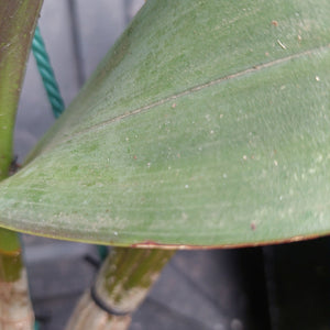 A close-up of a large green leaf with visible speckles and a vein, attached to a stem in an outdoor or nursery setting.