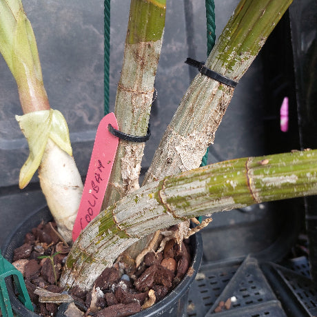 Close-up of a potted orchid plant with thick green and tan pseudobulbs tied with black ties, a black plastic pot with bark chips, and a pink handwritten plant tag.