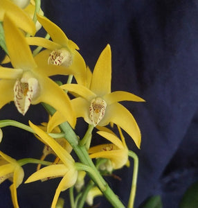 Yellow orchid flowers with green stems against a dark navy blue background.