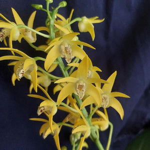 Yellow orchid flowers with green stems and speckled white-and-brown lip details, photographed against a dark navy fabric background.