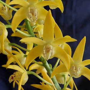 Yellow orchid flowers with green stems and speckled white-and-brown centers, photographed close up against a dark navy background.
