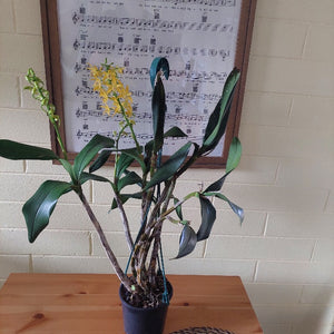 A potted orchid plant with green leaves and a yellow flower, sitting on a wooden table in front of a framed sheet music print on a beige brick wall.
