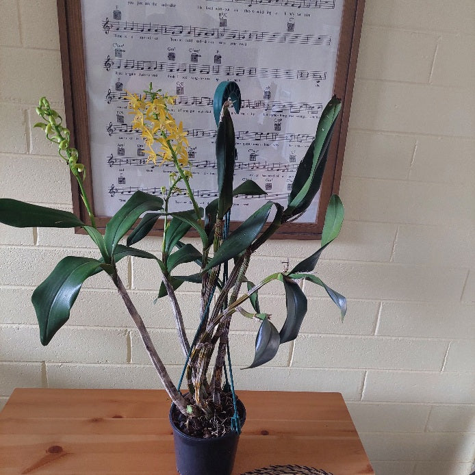 A potted orchid plant with green leaves and a yellow flower, sitting on a wooden table in front of a framed sheet music print on a beige brick wall.