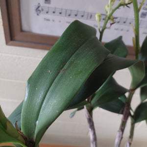 A close-up of a green orchid plant with broad, glossy leaves and small pale flower buds, photographed indoors against a light wall with a framed sheet music print in the background.