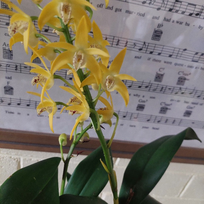 Yellow orchid flowers with green leaves in the foreground, set against a sheet music board in the background.