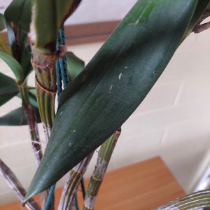 Close-up of a green leafy plant with thick dark green leaves and bundled stems, photographed indoors against a light wall and wooden surface.