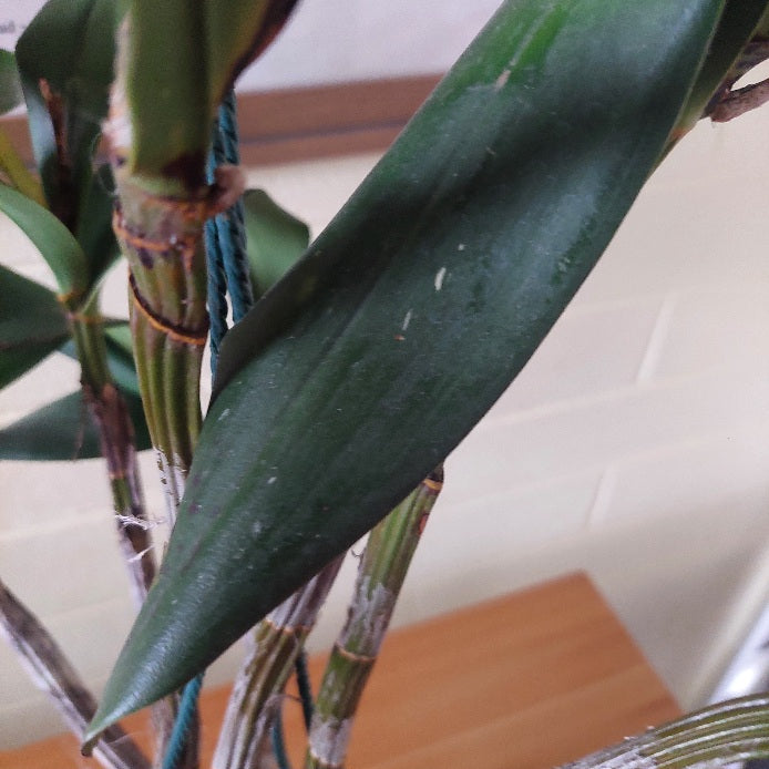 Close-up of a green leafy plant with thick dark green leaves and bundled stems, photographed indoors against a light wall and wooden surface.