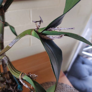 A close-up of a live plant with green leaves and stems, showing some dried, browned tips, photographed indoors against a light-colored wall.