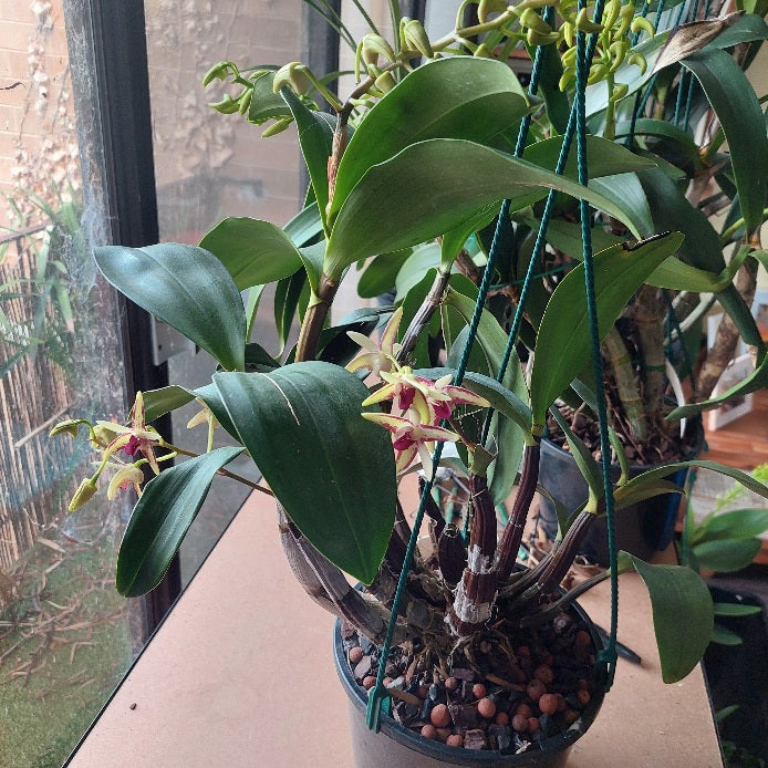 A potted orchid plant with large green leaves and small yellow flowers with reddish-purple centers, growing in a black pot filled with brown pebbles on a windowsill.