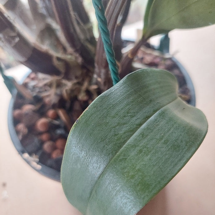 A close-up of a green leafy plant in a black plastic pot filled with brown clay pebbles, with a teal hanging string visible near the top.
