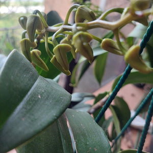 Close-up of a green orchid plant with developing flower buds and large leaves, photographed outdoors with a blurred natural background.