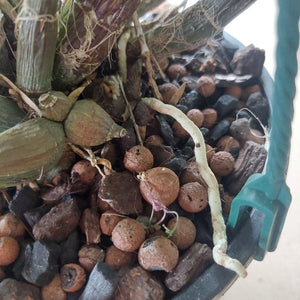 Close-up of a potted orchid plant with green leaves, stems, and roots growing in brown and black pebbles inside a black plastic pot, with a teal plastic stake visible on the right.