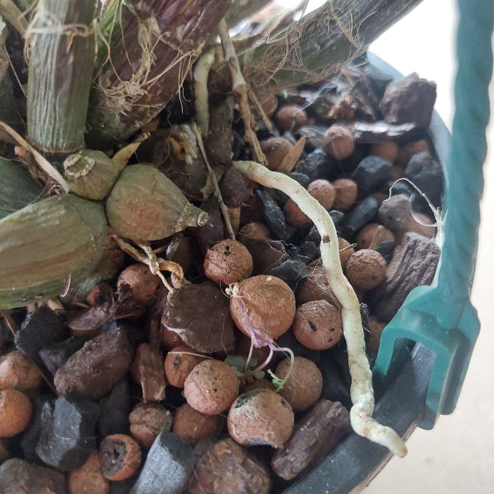 Close-up of a potted orchid plant with green leaves, stems, and roots growing in brown and black pebbles inside a black plastic pot, with a teal plastic stake visible on the right.