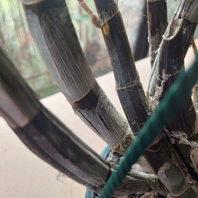 Close-up of a potted bamboo plant with multiple dark green to brown stalks bundled together with a green string, photographed near a window.