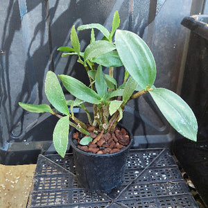 Orchid green pot 