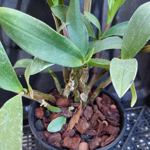 green pot orchid