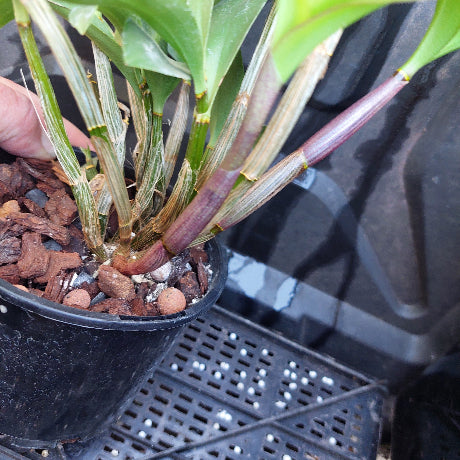green pot orchid