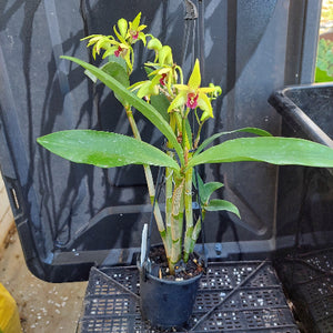 A potted green orchid plant with several yellow-green flowers and broad green leaves, sitting on a black plastic tray in front of a dark vehicle or container.