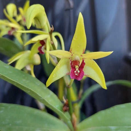A close-up of a yellow orchid flower with a deep magenta-pink center, surrounded by green leaves and other buds on a dark, blurred background.