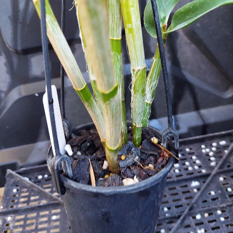 A potted bamboo plant in a black plastic nursery pot with a white tag, sitting on a black plastic tray.