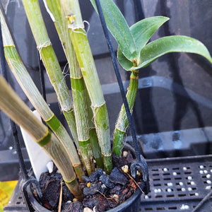A close-up of a potted Dendrobium orchid plant with green rhizomes and leaves, growing in a black plastic pot filled with bark and small stones.