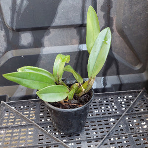 A close-up of a potted orchid plant with green leaves and exposed roots, growing in a black plastic nursery pot filled with bark and small stones.