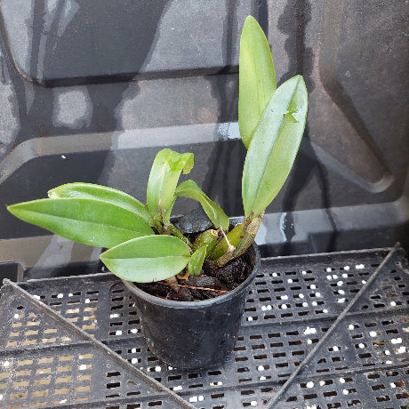 A close-up of a potted orchid plant with green leaves and exposed roots, growing in a black plastic nursery pot filled with bark and small stones.