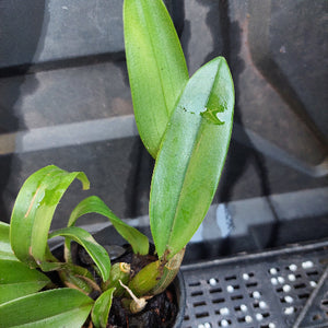 A close-up of a potted orchid plant with green leaves and exposed roots, growing in a black plastic nursery pot filled with bark and small stones.