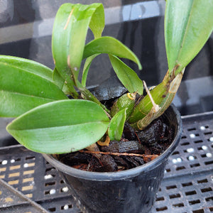 A green leafy plant in a small black plastic nursery pot, photographed close up on a black perforated tray.
