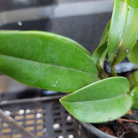 Close-up of a green leafy plant, likely an orchid, with broad glossy leaves in a plastic nursery pot on a dark growing tray.