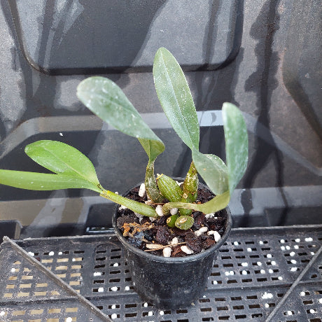 A small green orchid plant in a black plastic nursery pot with bark and white perlite, sitting on a black plastic tray.