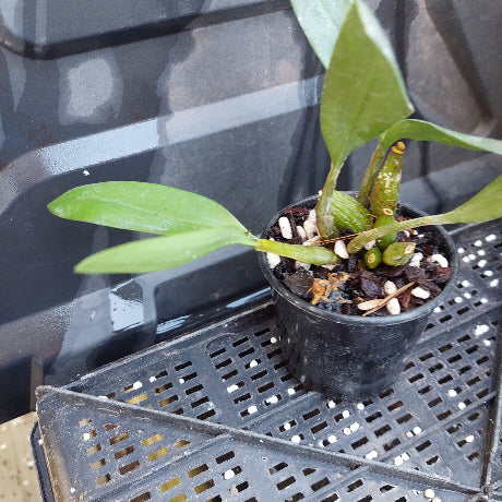 A close-up of a potted orchid plant with green leaves and exposed roots, growing in a black plastic nursery pot filled with bark and small stones.