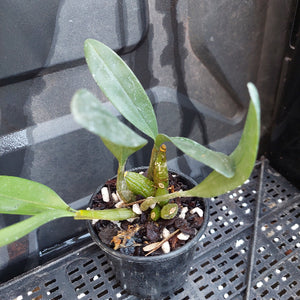 A small potted orchid plant with green leaves and a central bud, growing in a black plastic pot filled with bark, white perlite, and small stones, placed on a black plastic nursery tray.