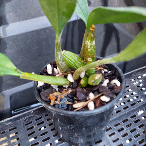 A close-up of a small potted orchid plant in a black plastic nursery pot, sitting on a black plastic tray. The plant has green leaves and stems with a green pseudobulb, growing in dark soil mixed with white perlite.