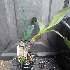 A potted orchid plant with long green leaves and a thick brown stem, growing in a black plastic pot on a black nursery tray against a dark plastic container background.