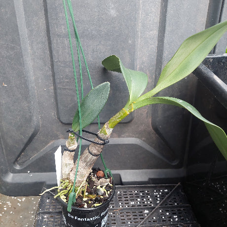 A potted orchid plant with long green leaves and a thick brown stem, growing in a black plastic pot on a black nursery tray against a dark plastic container background.