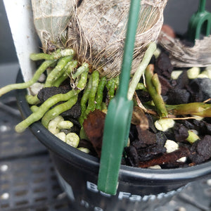 A close-up of a potted plant with a thick fibrous trunk, many bright green root-like stems, dark bark pieces, and white stones in a black plastic nursery pot.