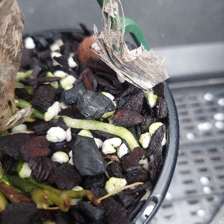 Close-up of a potted orchid with a dried brown flower bud, growing in a black plastic pot filled with dark bark, white stones, and green roots.