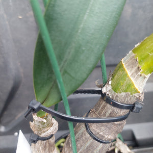 A close-up of an orchid stem secured with a black zip tie, showing the textured brown pseudobulb, green leaves, and a green support stake against a dark background.