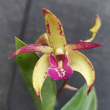 A close-up of a yellow and magenta spider orchid flower with green leaves, set against a dark gray background.