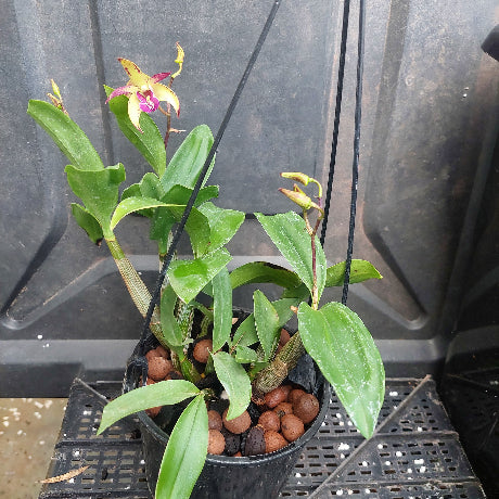 A potted orchid plant with green leaves and two small yellow flowers with pinkish-purple centers, growing in a black plastic pot filled with brown clay pebbles, photographed against a dark gray plastic container.