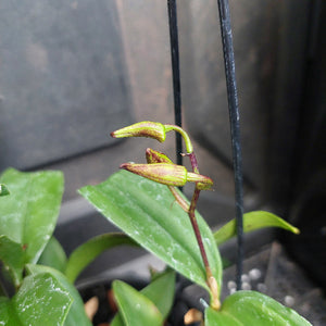 Dendrobium Australian Colourfest x Den. Tooradin 'Chamelon' 80mm Advanced Seedling in Flower Now