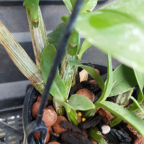Dendrobium Australian Colourfest x Den. Tooradin 'Chamelon' 80mm Advanced Seedling in Flower Now