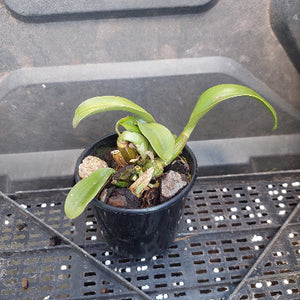 A small potted orchid plant with green leaves in a black plastic nursery pot, placed on a black plastic tray.
